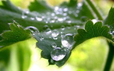 4359_Water-drops-on-leaf-nettle-macro-wallpaper